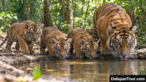 Tiga anak harimau Sumatera bersama induknya mendatangi tempat minum di tengah hutan tropis.